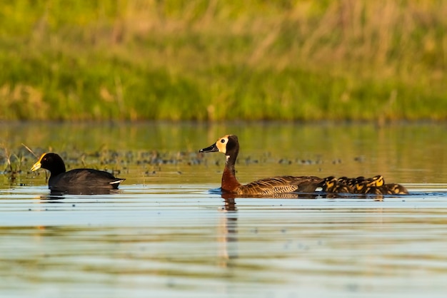 White faced whistling duck with chicks and White winged Coot La Pampa Province Patagonia Argentina