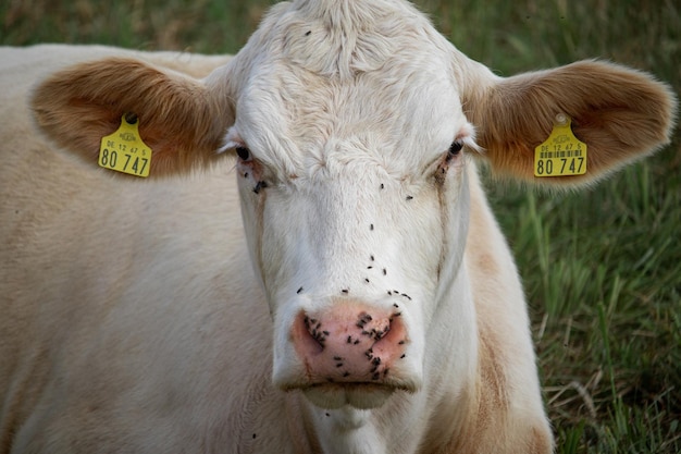 White farm cow with flies all over its mouth on the pasture