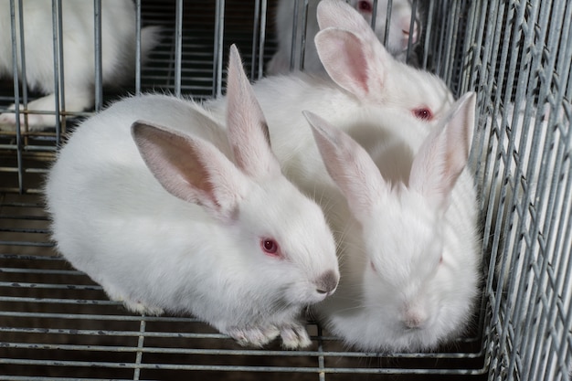 white farm rabbits