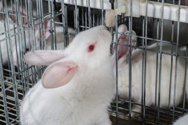 white farm rabbits