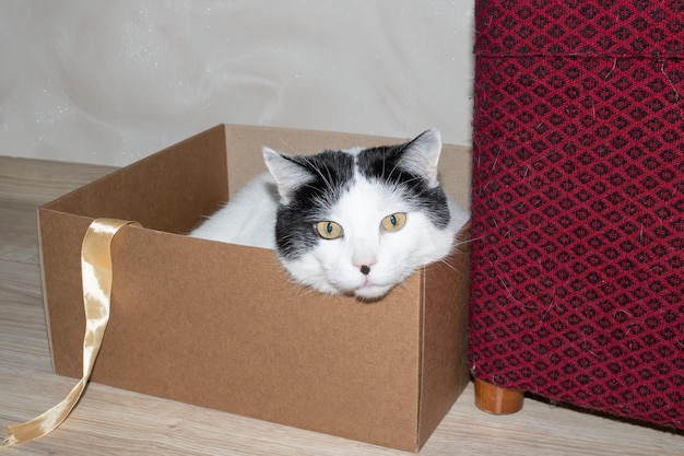 White fat cat sitting in a box