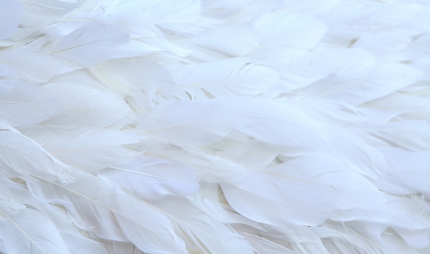 Photo white feather background