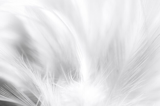 white feather backgroundwhite feather wooly pattern texture background