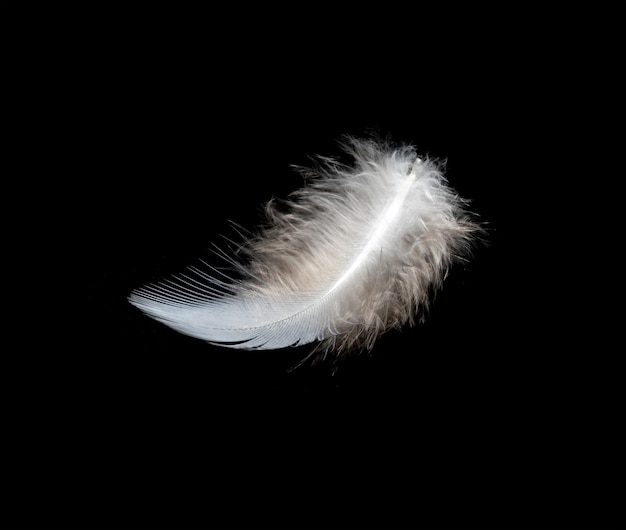 White feather on black background isolate