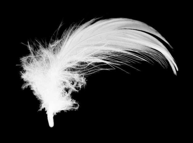 White feather on black background