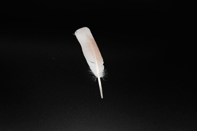 White feather on black background