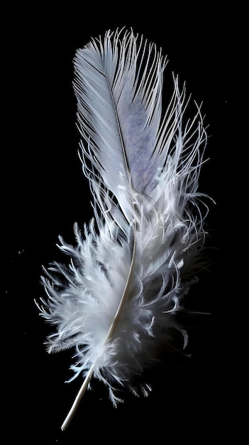 a white feather on a black background