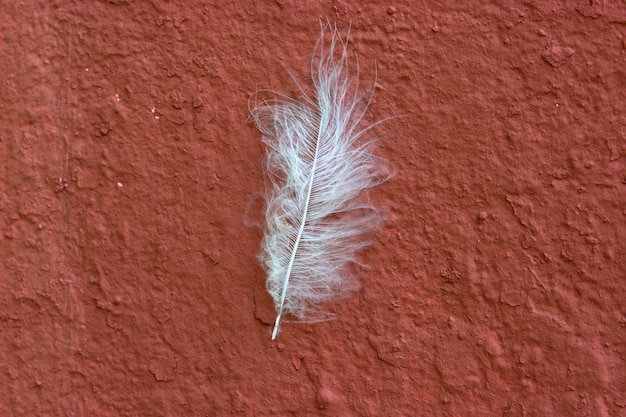 Foto una piuma bianca su un muro rosa scuro piuma d'uccello