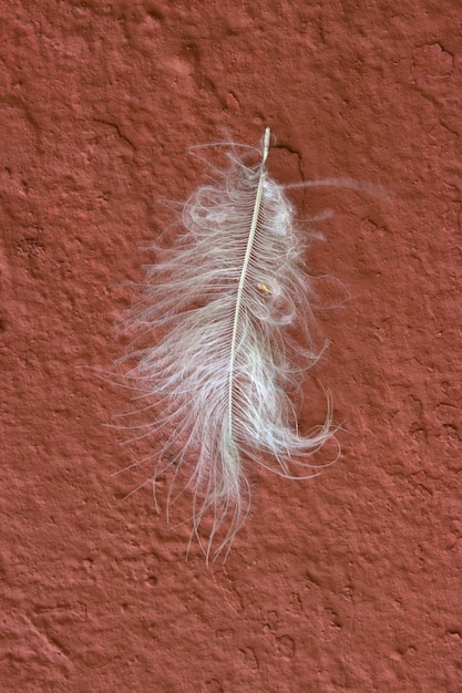 Photo a white feather on a dark pink wall bird feather