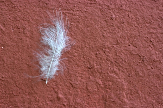 Foto una piuma bianca su un muro rosa scuro piuma d'uccello