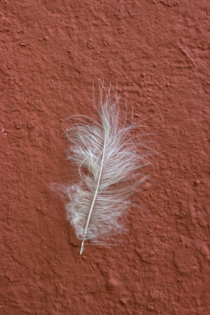 Белое перо на темно-розовой стене Птичье перо