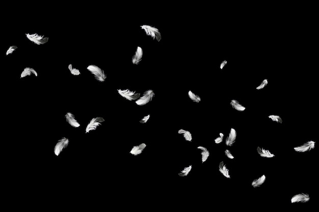 white feather float in the dark.