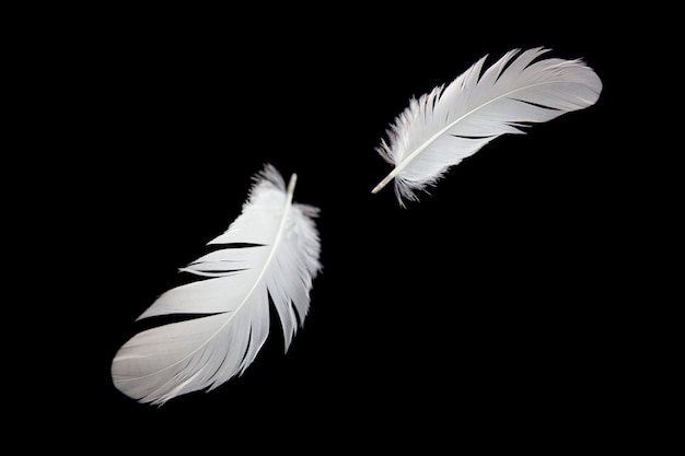 white feather floating in the air. isolated on black background.