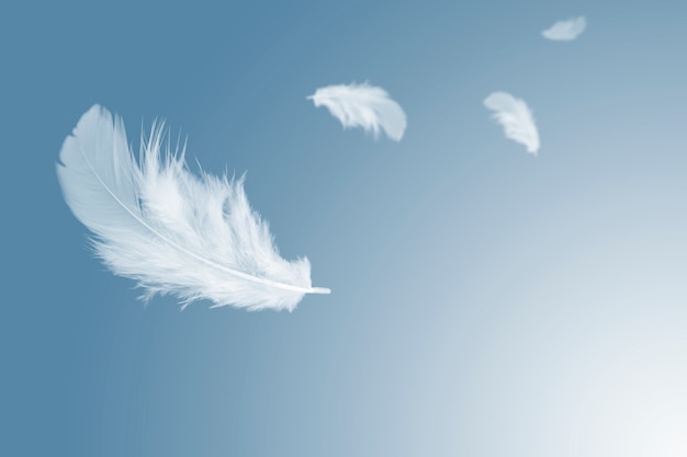 white feather floating in the air.