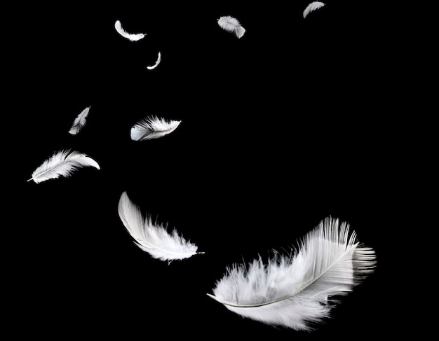 White feather floating in darkness. black background