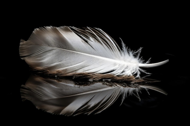 White feather floating in still water on black background