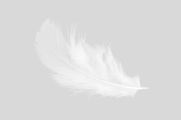 white feather on grey background