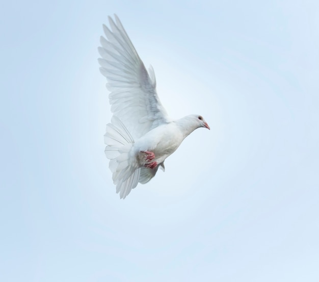 照片白羽毛信鸽鸟飞行的半空中