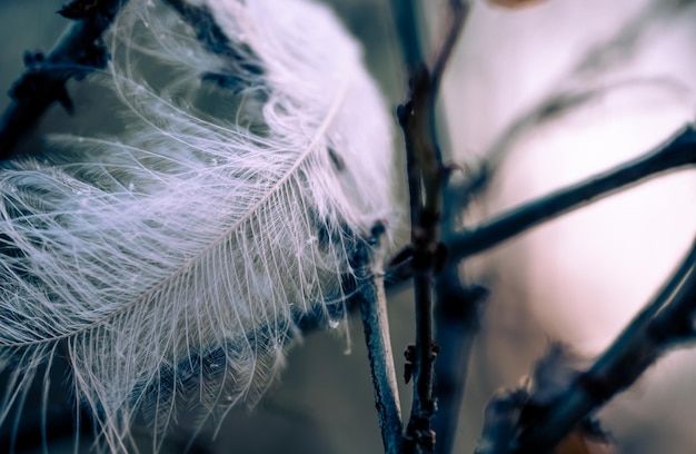A white feather is laying on a branch.