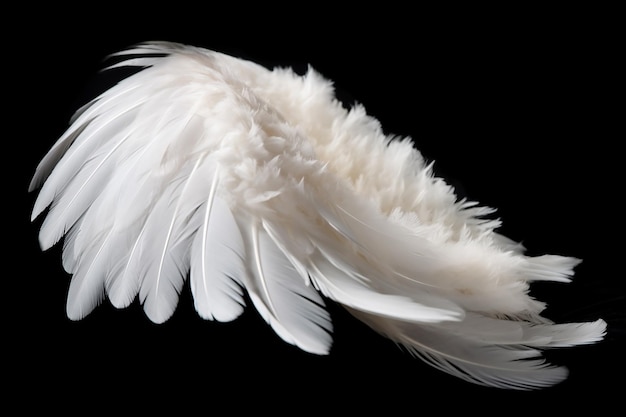 A white feather is shown with the tip of it.