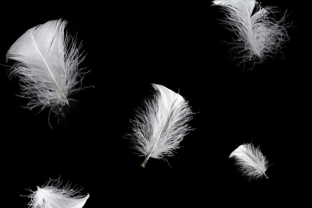 White feather isolated on a black background