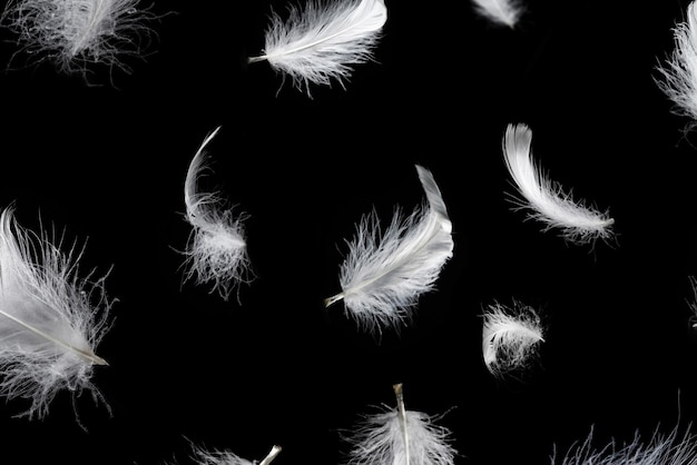 White feather isolated on a black background