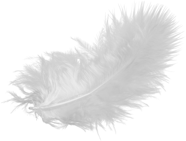 White feather isolated on white background