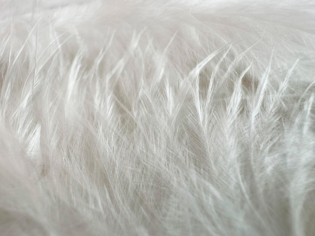 Photo white feather macro texture background