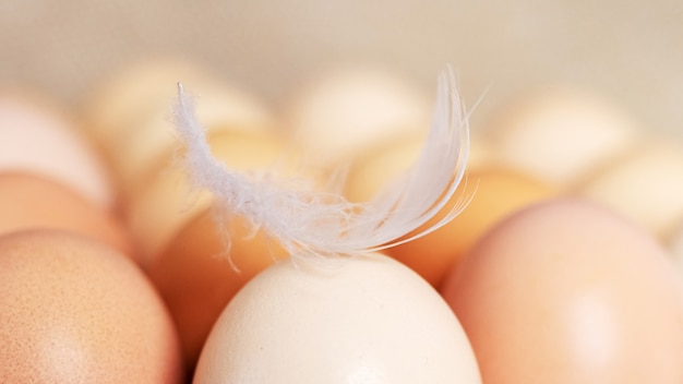 사진 트레이에 닭고기 달걀에 흰색 깃털