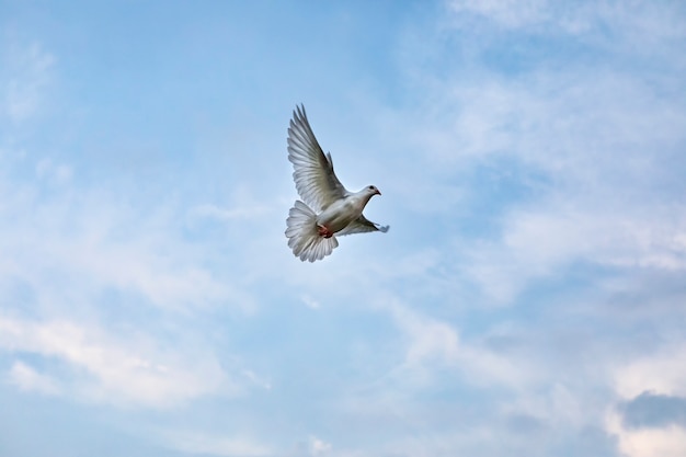 美しい青い空を飛ぶ白い羽のハトの鳥