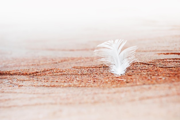 White feather on the red sand on the beach. Macro image, shallow depth of field. Abstract nature background