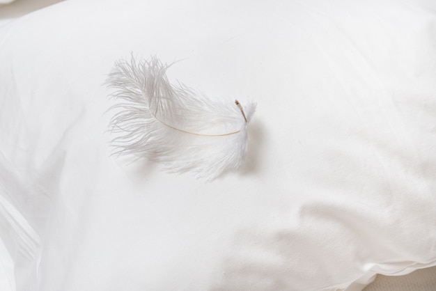 White feather on soft pillow