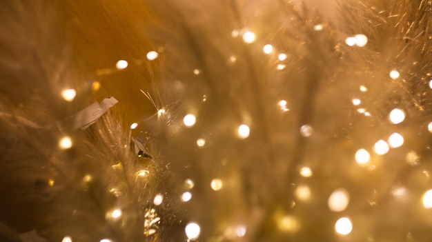 White feather with christmas lights soft focus background texture copy space hight quality photo