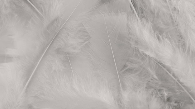 White feather wool pattern texture background