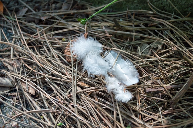 White feathers in a bird's nest