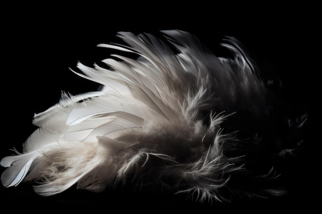 White feathers on black background creating stunning contrast