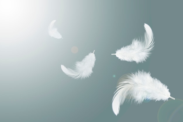 white feathers float in the air.