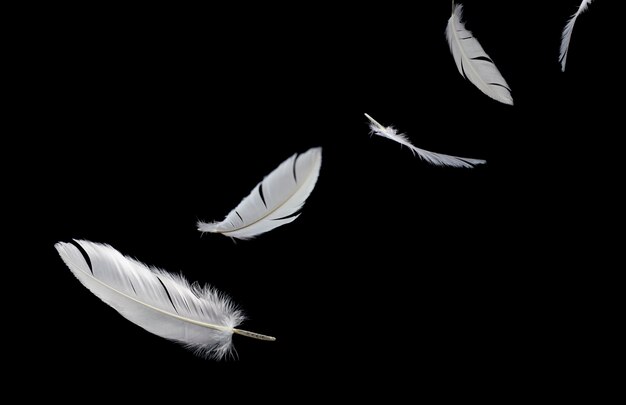 White feathers floating in the air