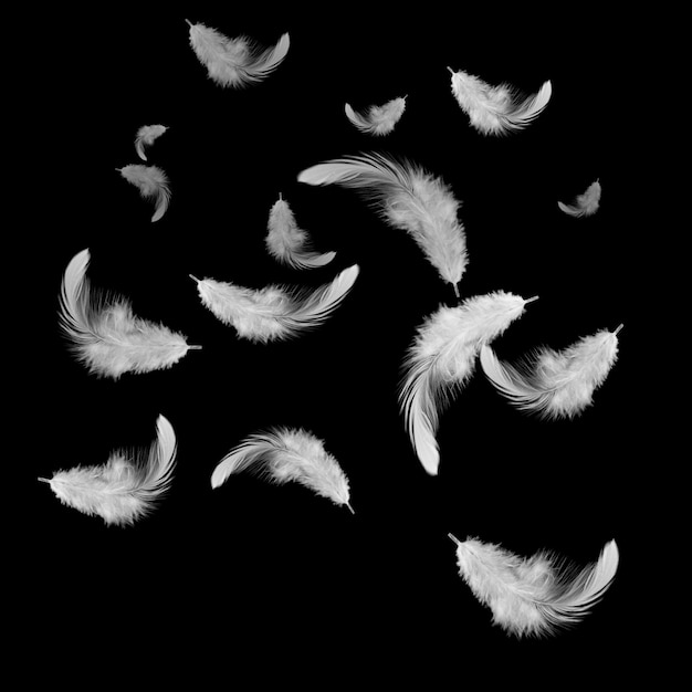 White feathers floating in the dark