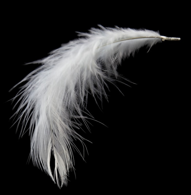 белые перья, изолированные на черном фоне.