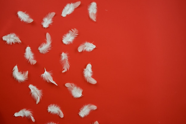 white feathers lying on the half red background. Copy space