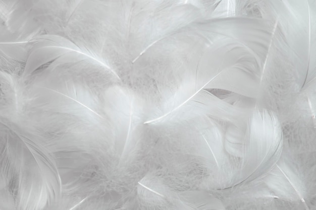 White Feathers Texture Background Swan Feathers