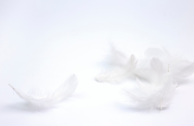 white feathers on white background.