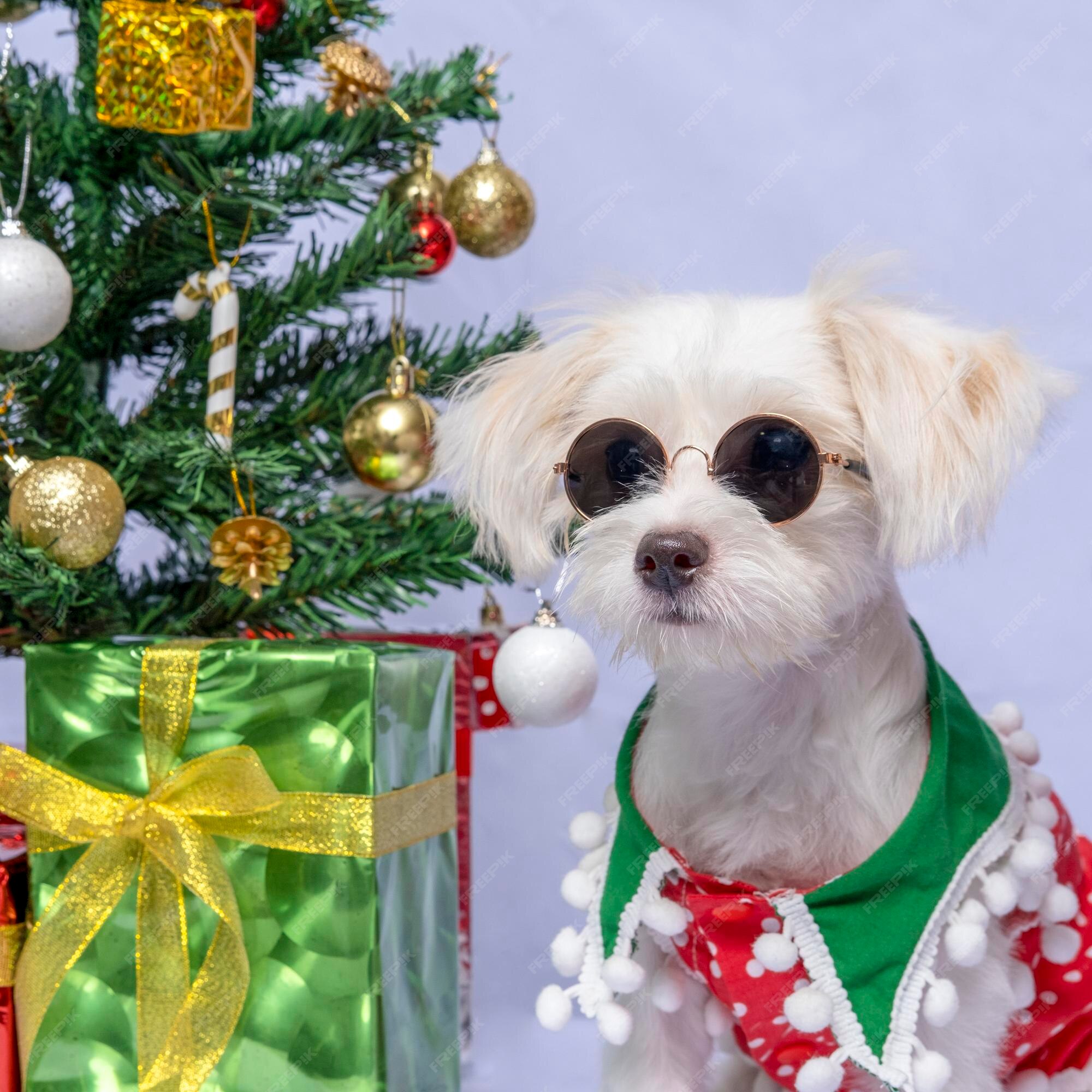 Premium Photo | A white female dog maltese photoshoot pet ...