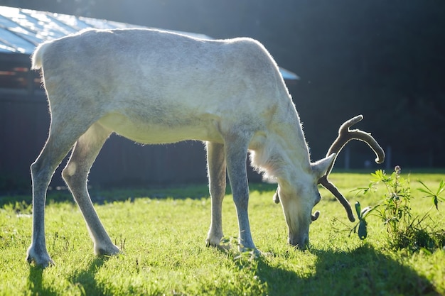 White female reindeer in eco farm