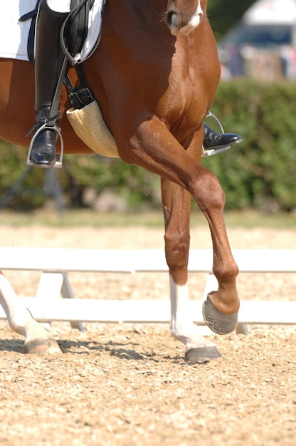 A white fence is behind the horse.