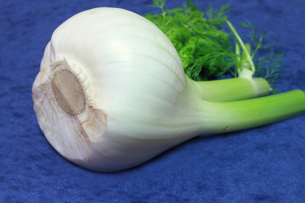 a white fennel