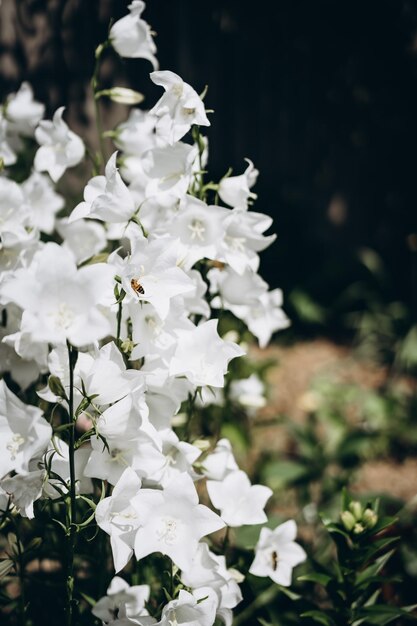 white field bells flowers bloom in the garden