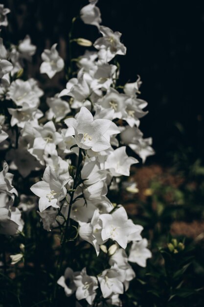 Photo white field bells flowers bloom in the garden