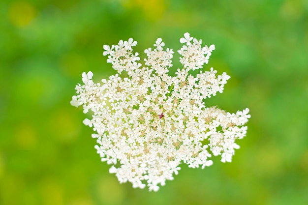 White field flower close-up on a beautiful green nature